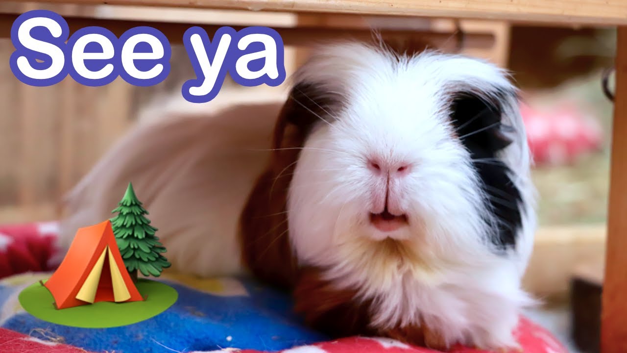 Guinea Pig Decides To Move Out YouTube