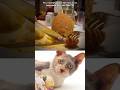 Funny Cat Video 😂😂😂#Shorts#Funkis #fails #memes