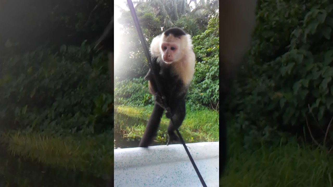 Feeding Monkeys 1 Monkey Island