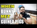 When My Dog Bunny met Tom and Jerry the 2 Small Guinea Pigs | Harpreet SDC