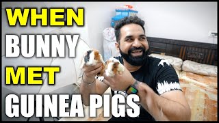 When My Dog Bunny met Tom and Jerry the 2 Small Guinea Pigs | Harpreet SDC