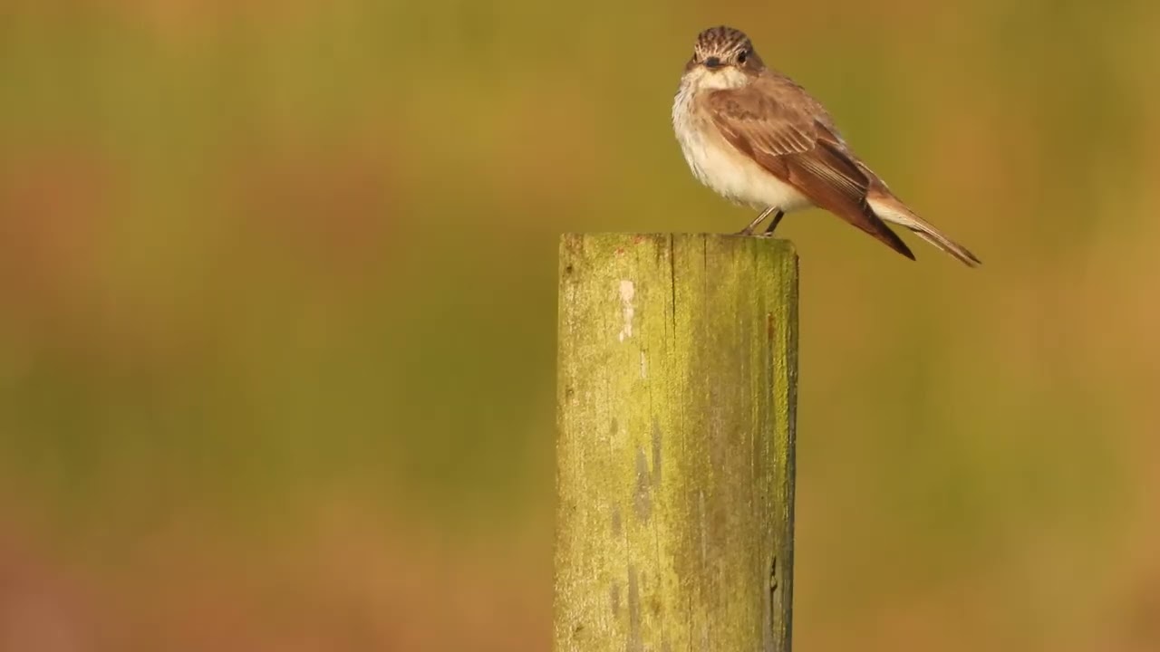 GRÅFLUESNAPPER ( MUSCICAPA STRIATA)