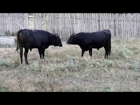 \"კორიდა\" მანგლისში