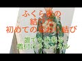ふくら雀の結び方(初めての変わり結び)
