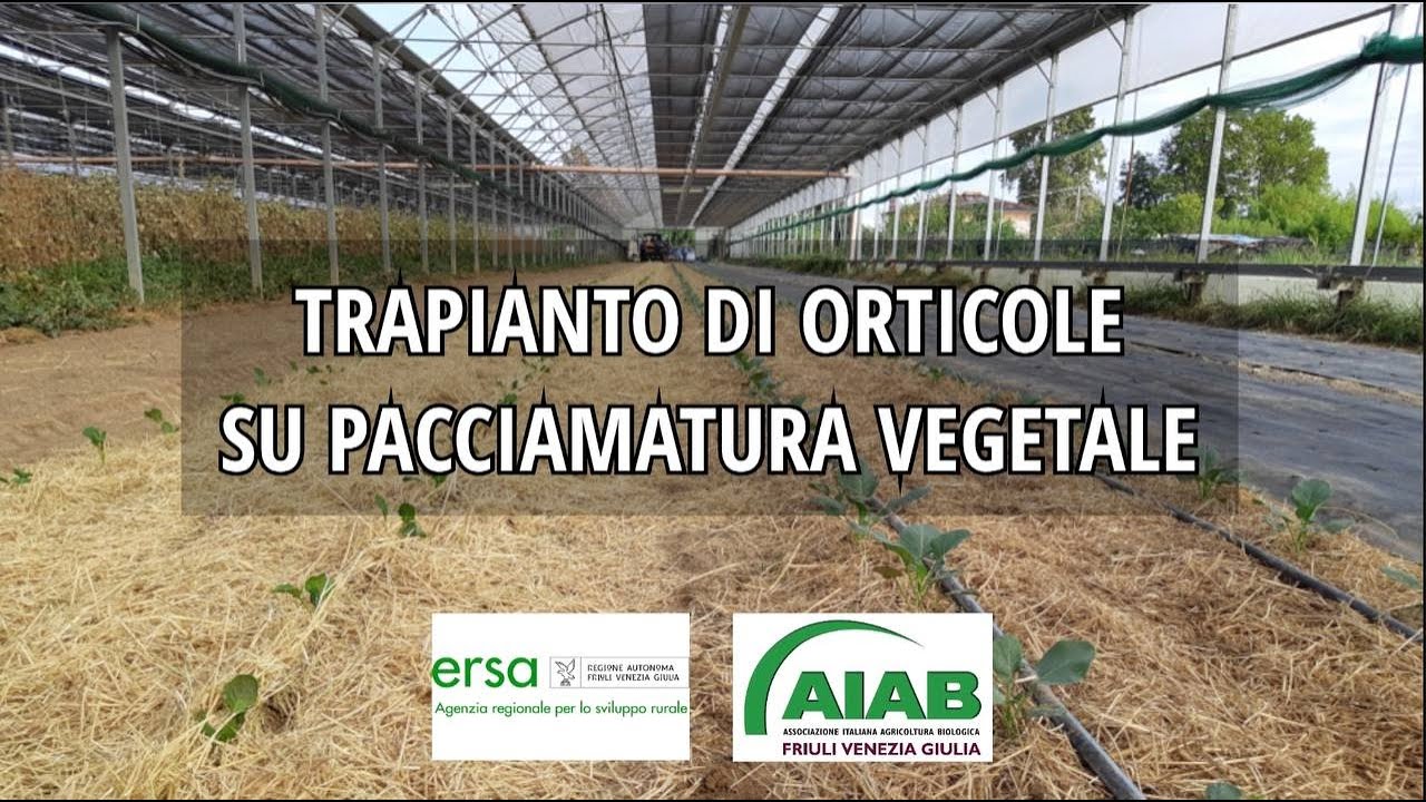 Trapianto di orticole su pacciamatura vegetale - YouTube