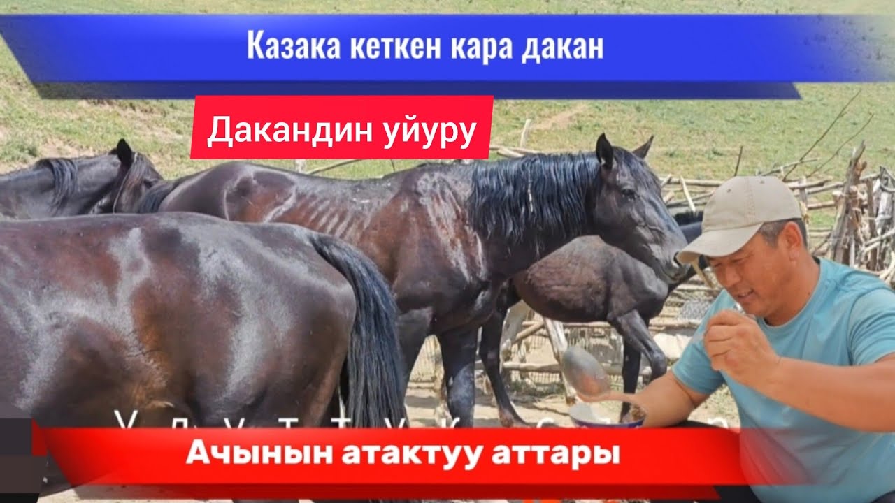 Казака кеткен кара дакандин уйуру