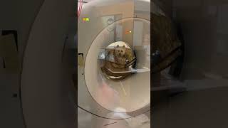 Westie getting a CT scan