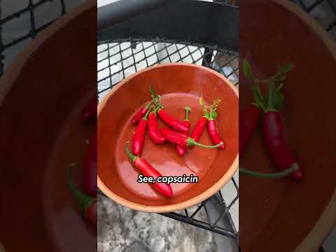Can't Handle Heat/Spice?