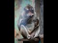 You Won’t Believe What This Monkey Does #WorldOfAI#AIShorts#AIVideo#AIgenerated#Monkey