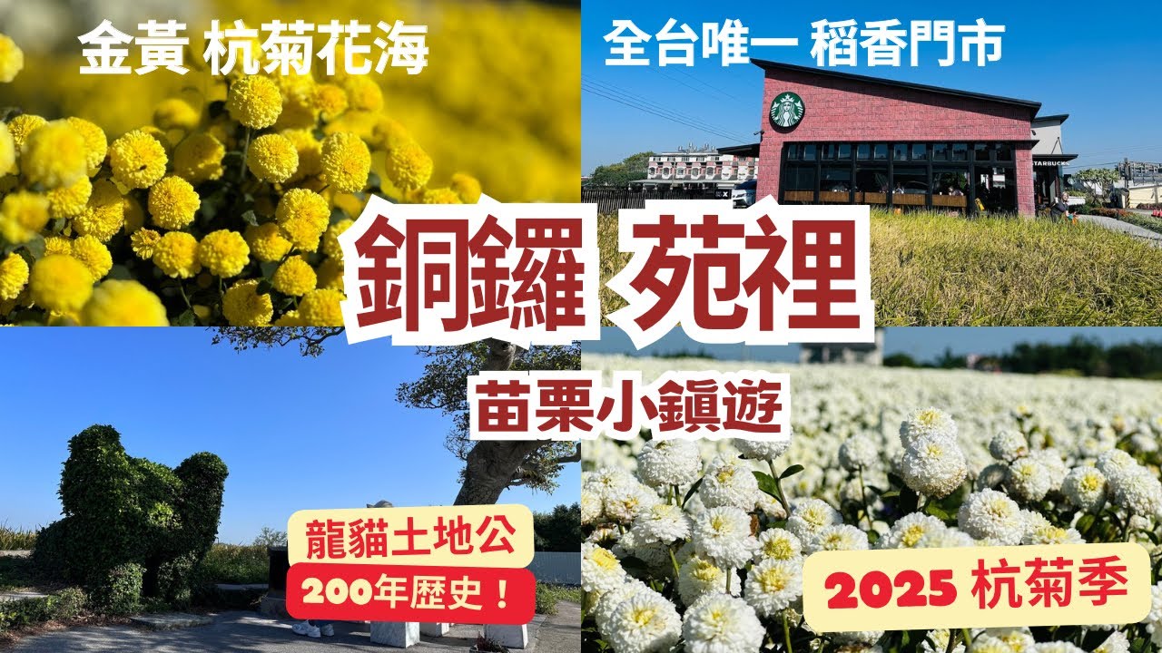 ［苗栗］200年歷史的龍貓土地公❗️銅鑼金黃杭菊花毯好美｜新開幕❤️全台唯一稻香星巴克在苑裡｜文青茶廠喝茶追火車｜豪宅吃牛肉麵 豆花吃到飽❗️你吃過杭菊餅❓老宅早餐店的好吃湯包