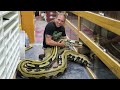 Snake Bites My Nose! SnakeBytesTV : AnimalBytesTV