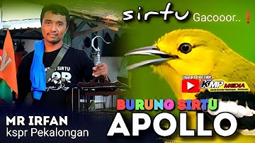 Burung sirtu  Apollo, Tampil syahdu Di arena lomba / Mr irfan-kspr pekalongan