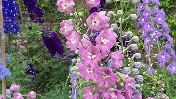 Delphinium