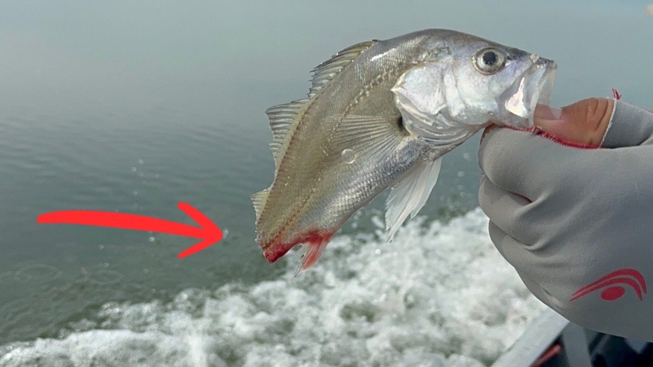 ATAQUE DE PIRANHA! Pescada aparece sangrando e sem rabo no Castanhão.