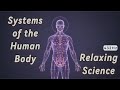 Relaxing Science Behind The Human Body | Sleep Documentary