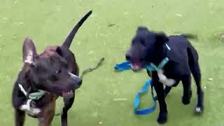 Meet Candid A Mixed Breed, Large Over 44 Lbs Fully Grown Currently Available For Adoption 11220