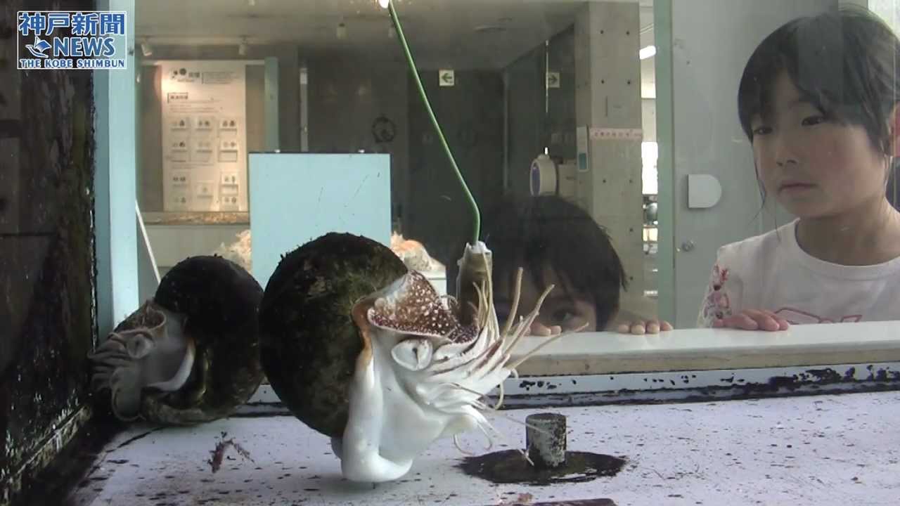 オウムガイとヒョウモンダコ 西宮市貝類館 - YouTube