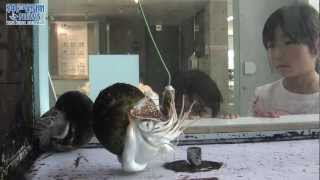 オウムガイとヒョウモンダコ 西宮市貝類館 - YouTube
