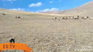 Sürü piskolojisi duygusal fon müzik