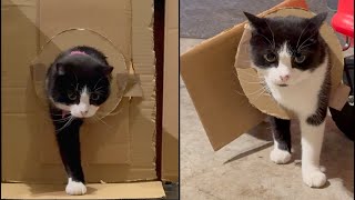 Reducing Hole Funny Cat Challenge, How Small Can She GO!? 🐱