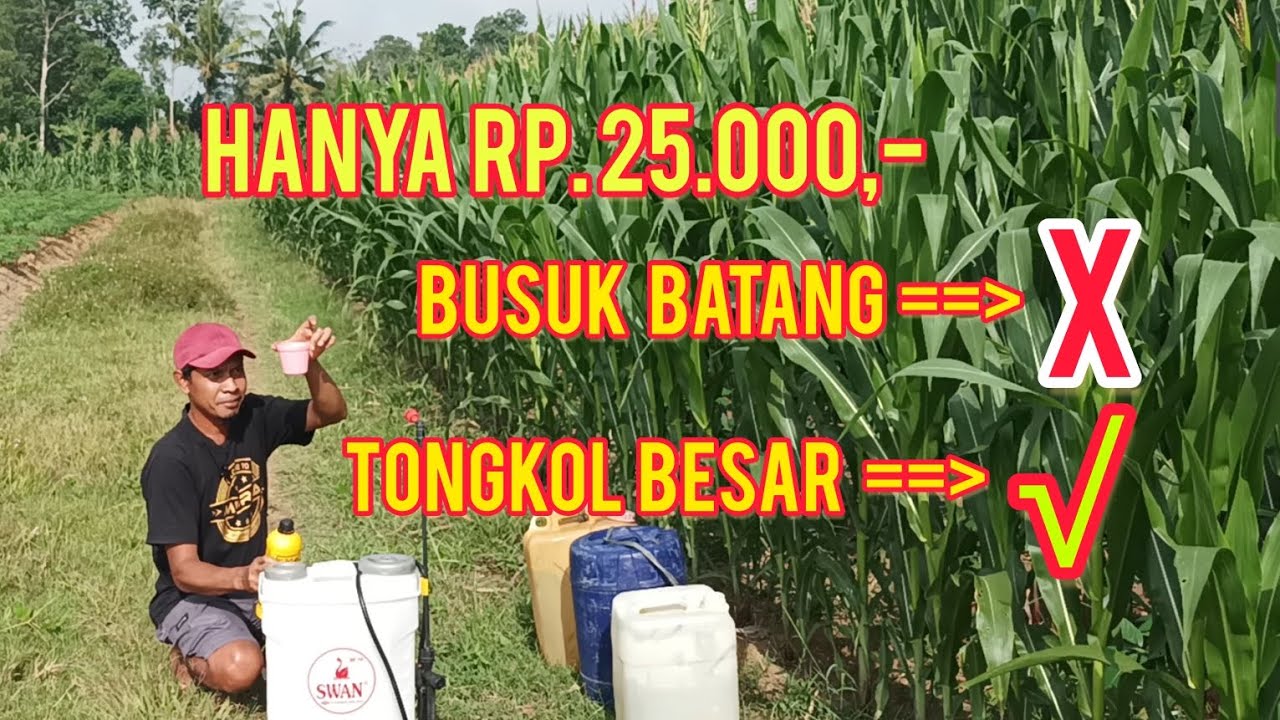 Pencegahan Busuk Batang Murah Meriah dg Organik EM-4