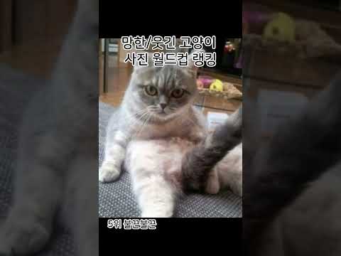 망한 웃긴 고양이 사진 월드컵 랭킹 순위#shorts