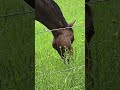 Asme eating