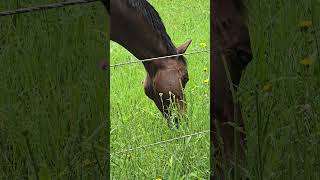 Asme eating