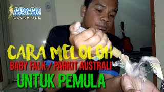 Cara meloloh baby falk / parkit australi untuk pemula