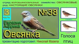 Овсянка. 3 часть. Африка Евразия. Голоса птиц