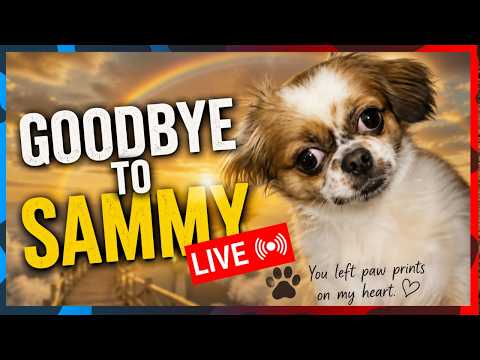 Sammy's Last Day Before Surgery