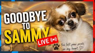 Sammy's Last Day Before Surgery