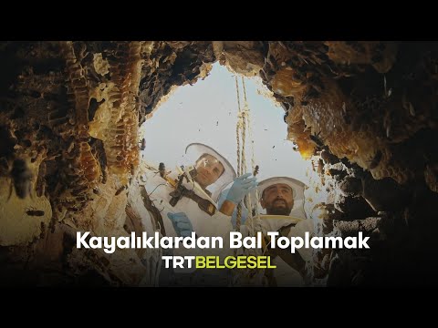 Kayalıklardan Bal Toplamak | Ailenin Yeni Üyesi: Türkiye | TRT Belgesel