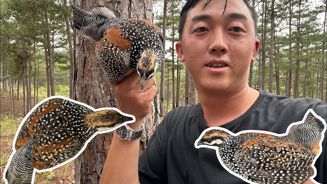 BẪY CHIM ĐA ĐA | HÀNH TRÌNH ĐI TÌM TIẾNG GÁY CHIM ĐA ĐA HOANG DÃ | sdt & zalo 0972273174