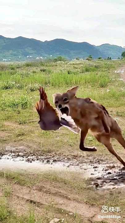 The fox catches the bird#funny #attack #fox #animals #trending #viralvideo