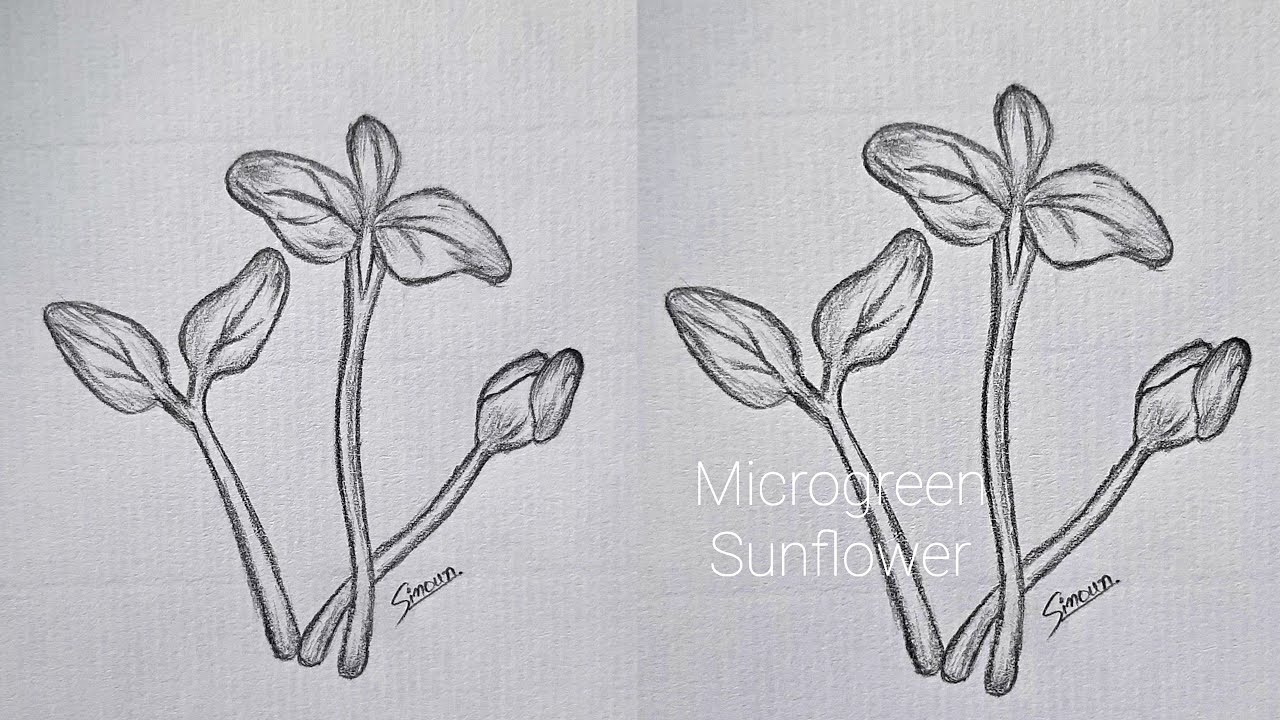 Micro green Plants Drawing -Pencil Sketch
