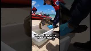 Turtle Rescued from Buried Cooler – Finally Safe and Healthy!