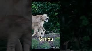 Beautiful Lion Roaring With Simba shorts