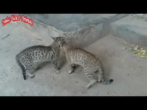 فيديو: العدوان بين القطط