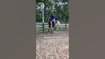 Quick Tips On Fixing Crossfiring While Riding!! Part 4! | The Horse Guru - Michael Gascon