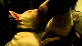 Miniature Bull Terrier Kissing