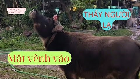 Vẻ Mặt Vênh Váo Quá Đáng Sợ Của Mập Khi Thấy Người Lạ Sẽ Thế Nào |Thợ Rừng Yên Tử