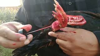 Scarlet Bueno Para Tiña?