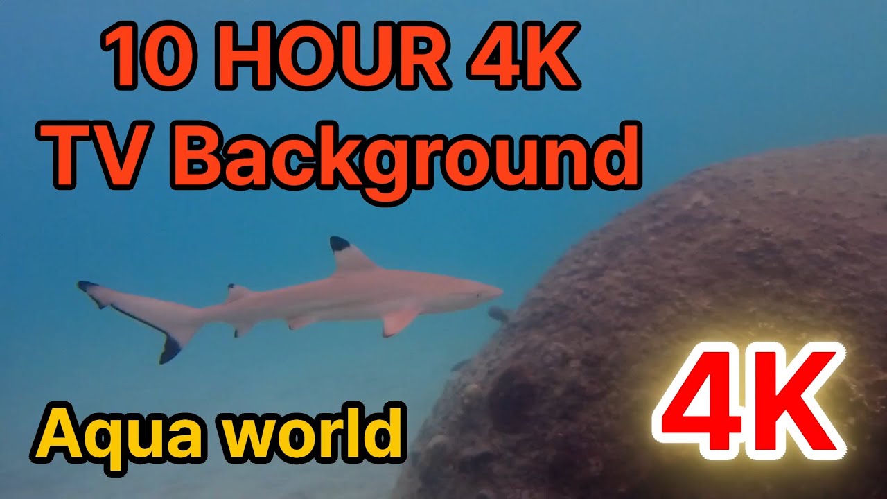 10 HOUR 4K Relax with a Stunning 10Hour Tropical Coral Reef Aquarium