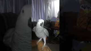 Kak Mad Parrot  Jou Ma Se Poes