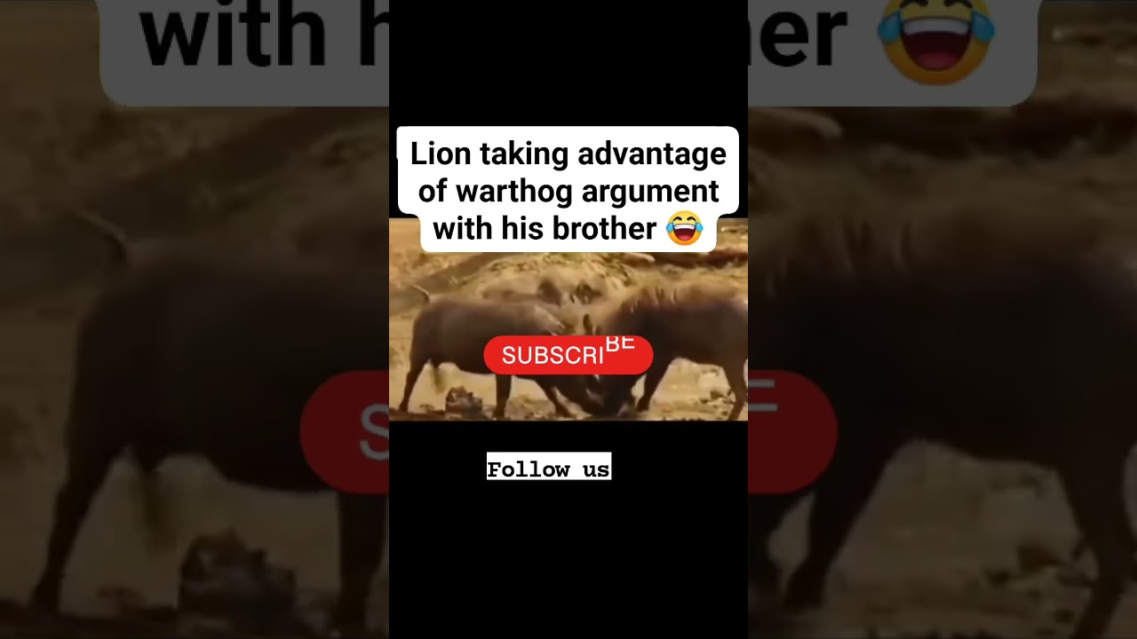 Pigs Quarrel Turns Deadly 😱🦁 Lion Attacks in Jungle Fight | Wild Shorts 