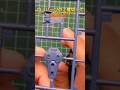 【ガンプラ初心者必見！？】部品の２度切りが必要な理由 #shorts