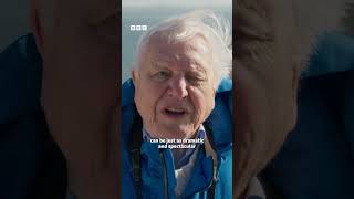 We all love Sir David back on our screens ❤  #WildIsles #iPlayer #DavidAttenborough