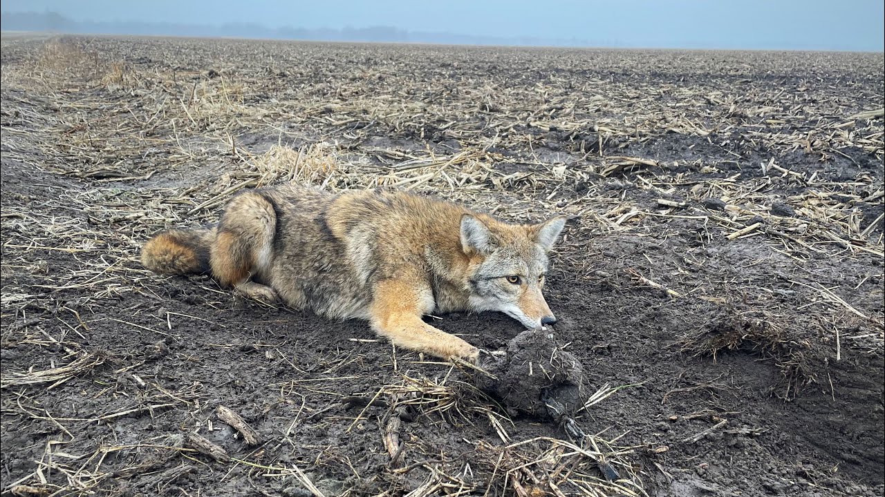 Сезон отлова 2025-2026 гг., эпизод 4