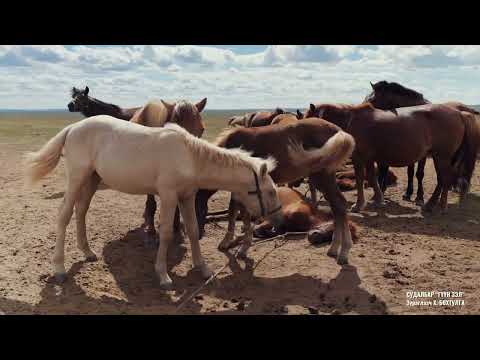 МОНГОЛ АХУЙН НЭГ ӨДӨР "Гүүн зэл" Зураглаач: Х.Бөхтулга. A Mongolian Visual Study “THE MARE’S TETHER”